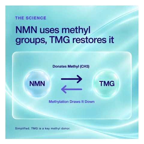 NMN Bio TMG 500mg Capsules, DNA Health & Liver Support - 90 Capsules