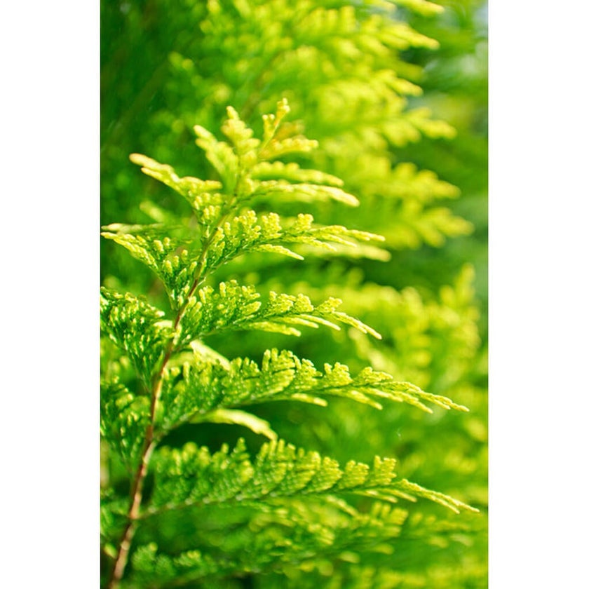 Mercedes Benz Private Eau De Parfum For Men 100ml