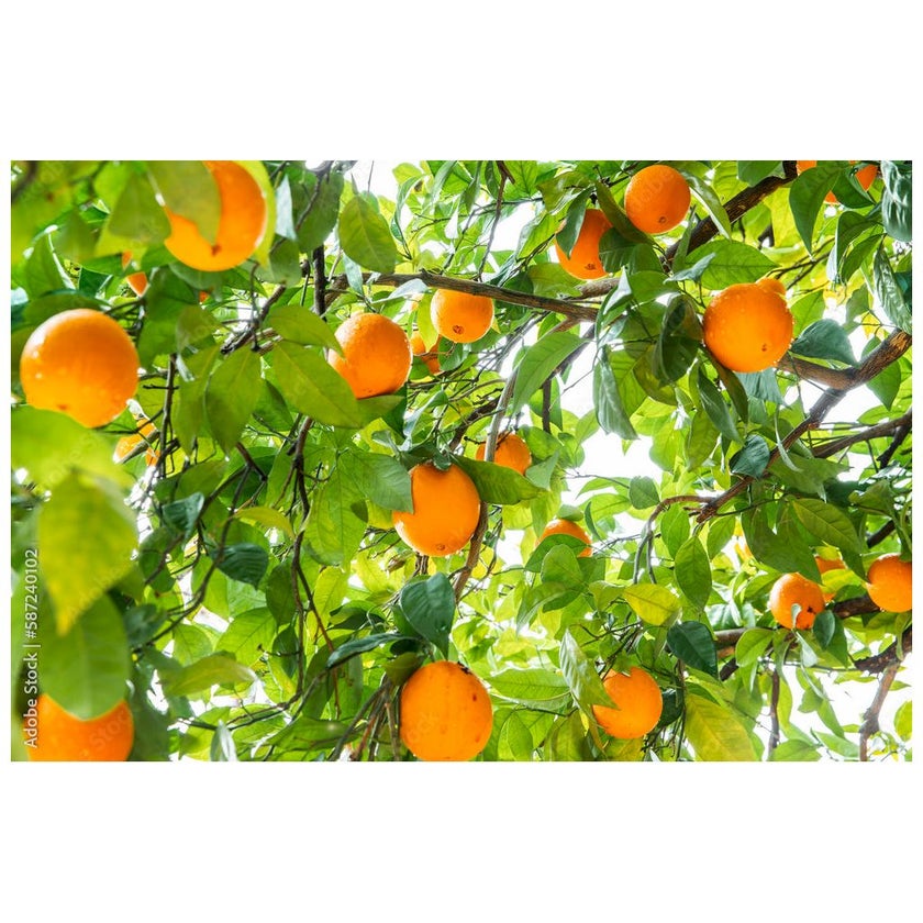 Algem Solar Touch Adult Gummies For Antioxidant Support, Pack of 40's