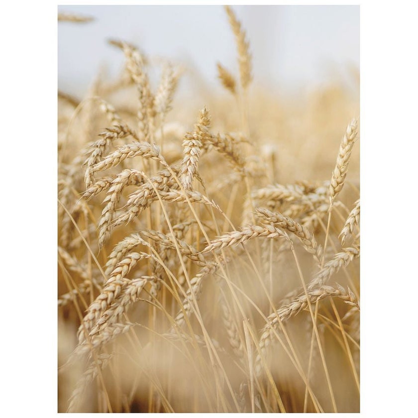 Rausch After Sun Nourishing Care Conditioner With Wheatgerm For Dry & Damaged Hair 150ml