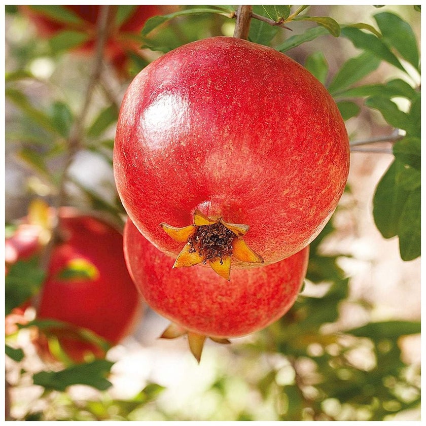 Weleda Pomegranate Creamy Body Wash 200ml