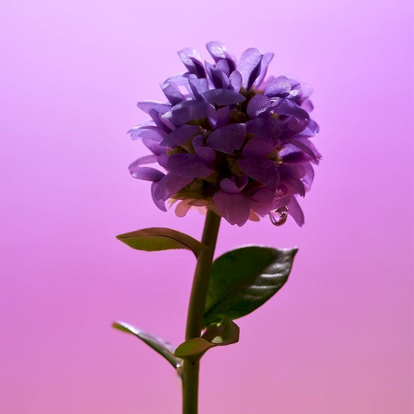 Eqqualberry Deep Cera Bakuchiol Plumping Serum 30ml